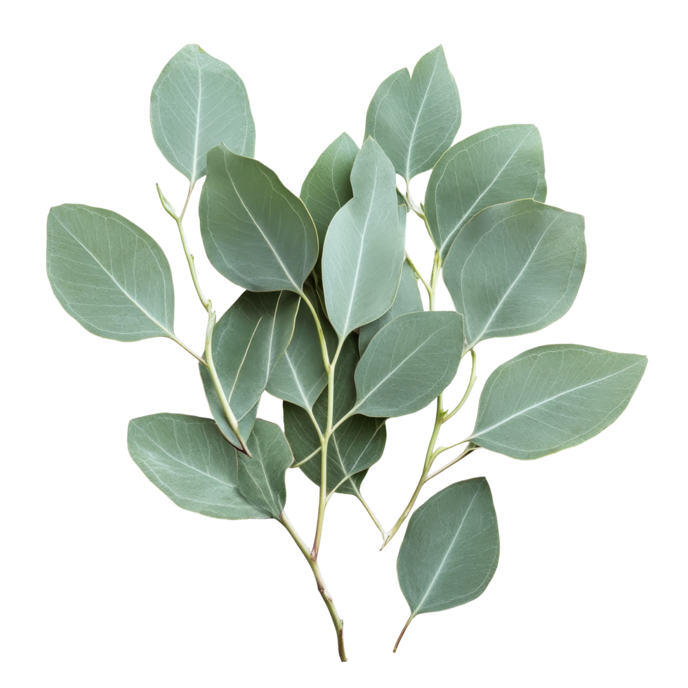 Fresh eucalyptus leaves arranged on a clean transparent surface, showcasing their natural beauty and texture, Eucalyptus leaves on a transparent background png