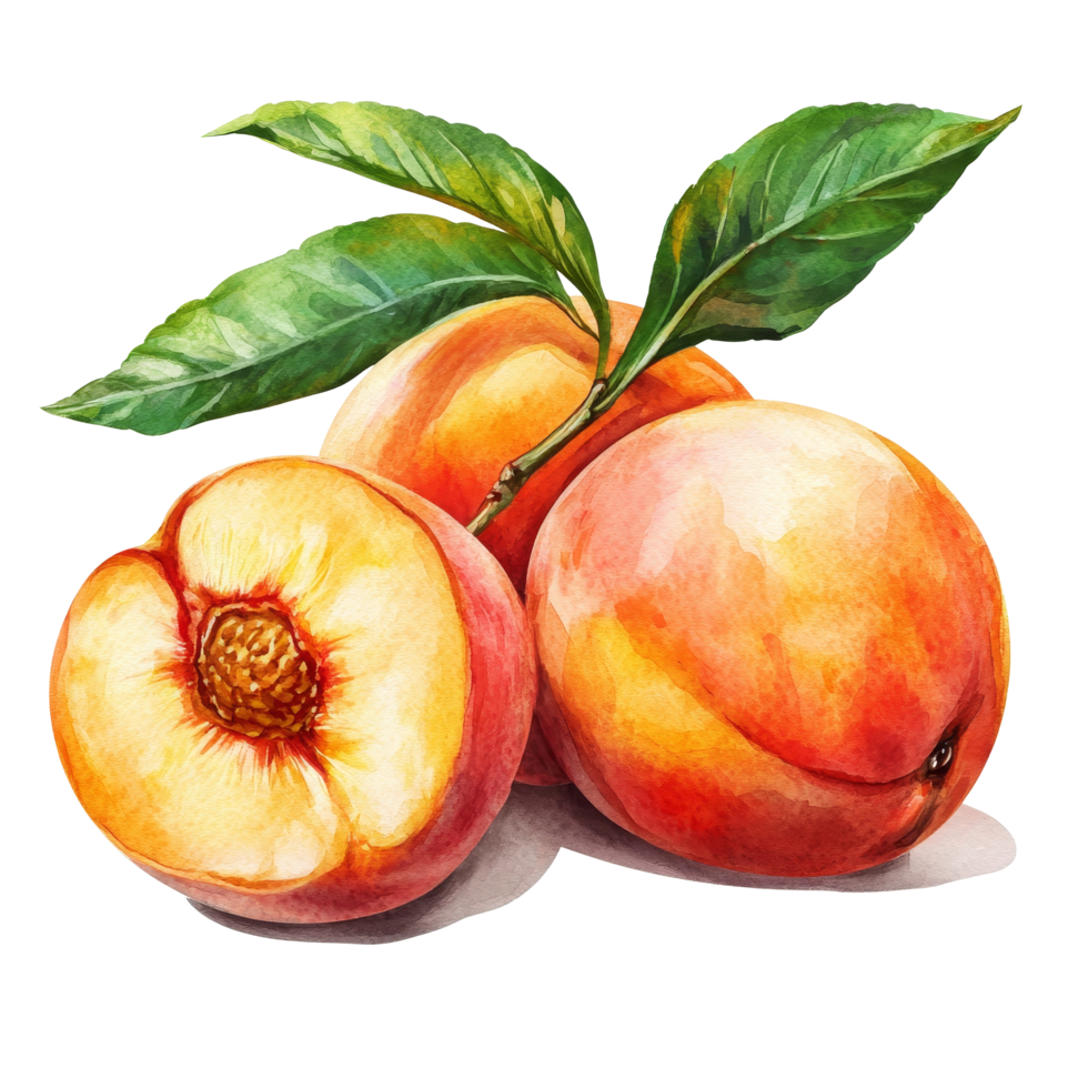 Beautiful watercolor drawing of fresh peaches with green leaves on a transparent background, peaches in drawing isolated on transparent background png