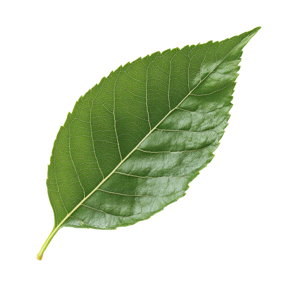 Fresh green leaf on a transparent background showcasing intricate textures and vibrant color details captured in natural light, fresh green leaf on transparent backgroundfile png