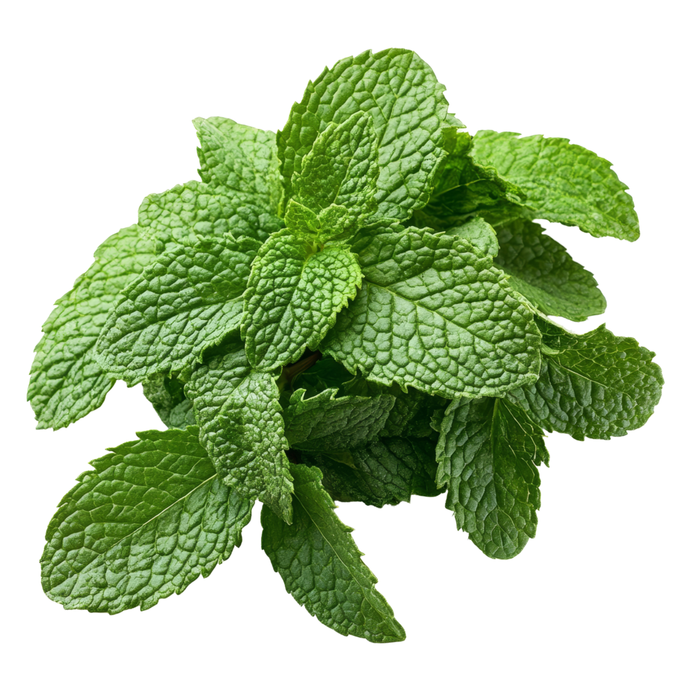 Fresh mint leaves herb isolated on a clean transparent background for culinary and medicinal uses, mint leaf herb isolated on transparent background png