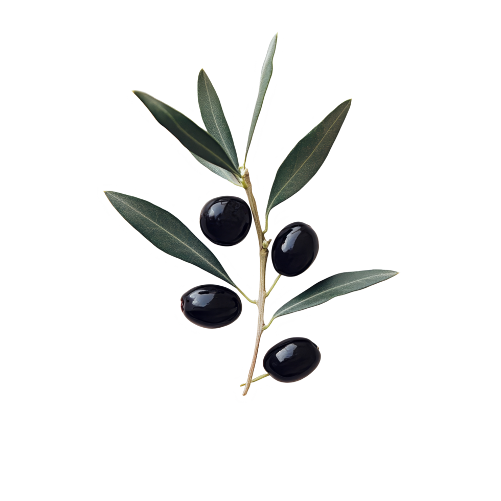 A black olive branch with ripe olives on a simple transparent background for elegant display, Black Olive Branch on transparent background png