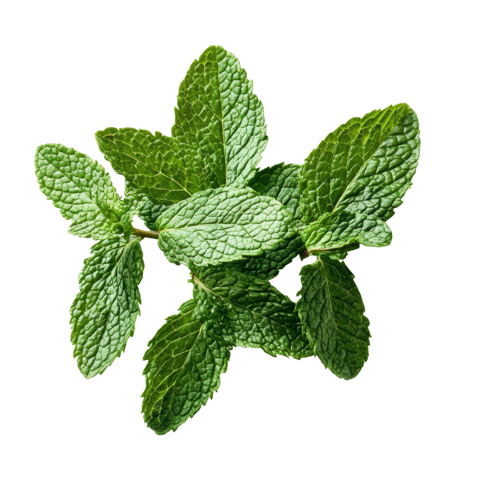 Fresh mint leaves on a transparent background perfect for culinary use in salads, drinks, or garnishes, fresh mint leaves isolated on transparent background png