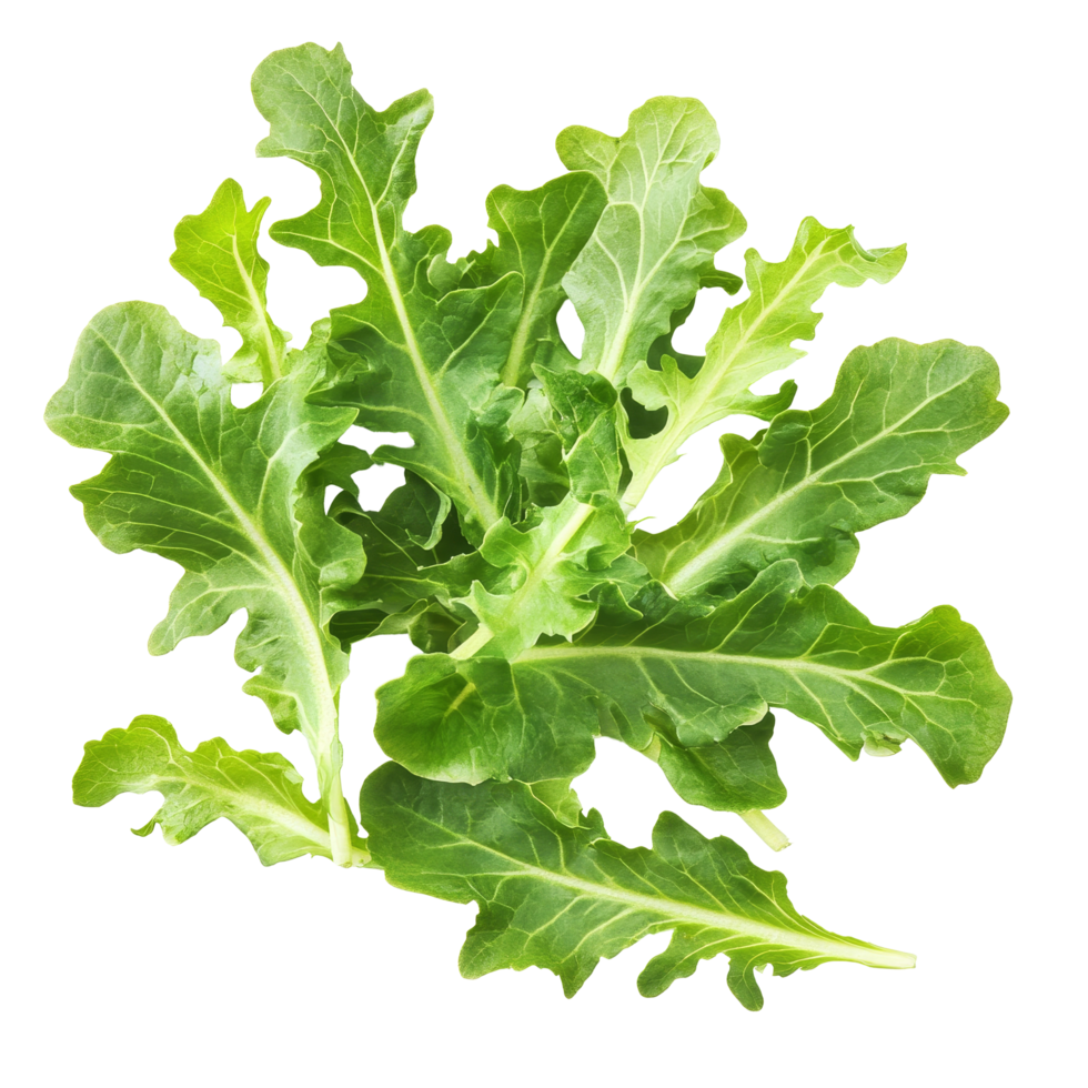 Fresh green oak lettuce salad leaves isolated on a clean transparent background for healthy eating options, Green oak lettuce salad leaves isolated on transparent background png