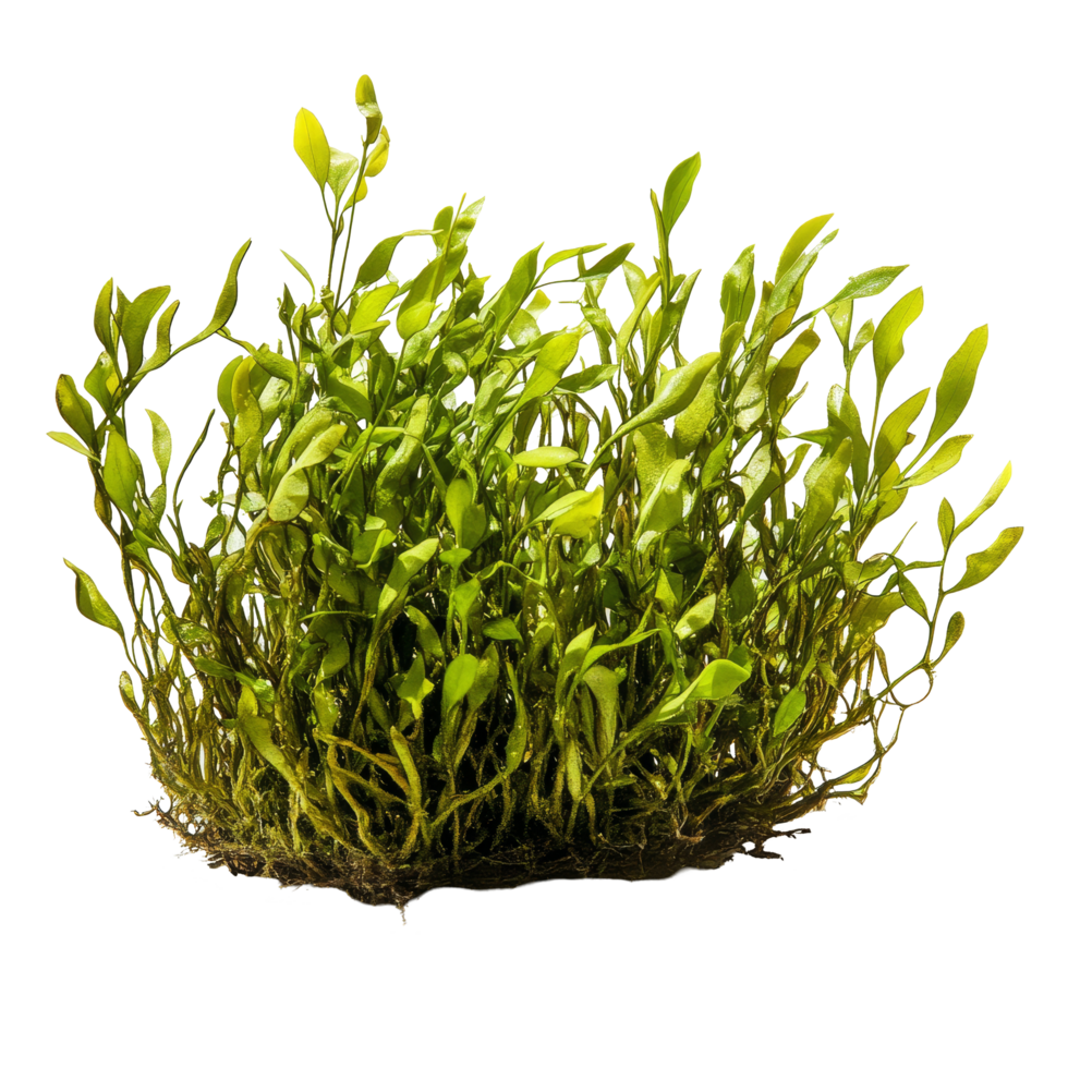 Isolated Potamogeton green algae bush showcasing vibrant green foliage and intricate root structure, Potamogeton green algae bush, file of isolated object with shadow on transparent background png