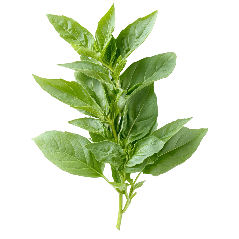Fresh green Thai basil herb captured in closeup, showcasing vibrant leaves and intricate details, Close up studio shot of fresh green thai basil herb leaves isolated on transparent background png