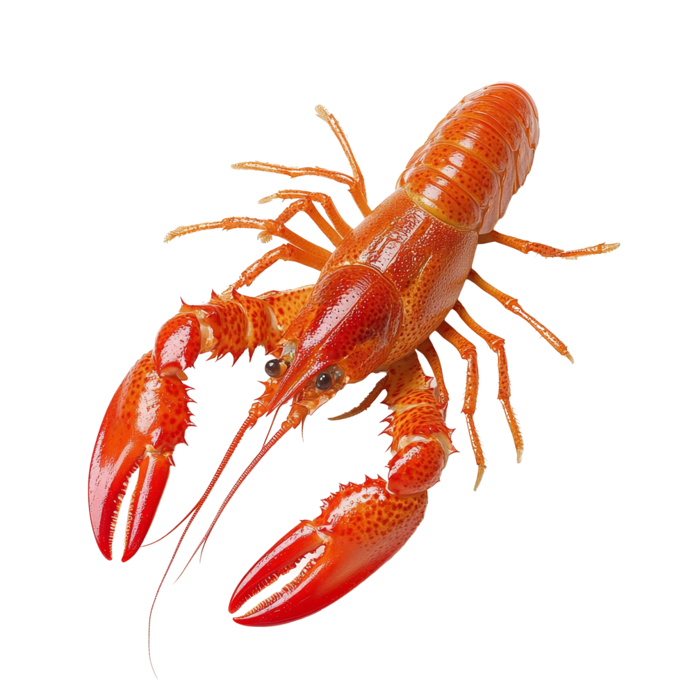Bright red crawfish displayed against a plain transparent background, showcasing its distinctive claws and features, Red crawfish on transparent background png