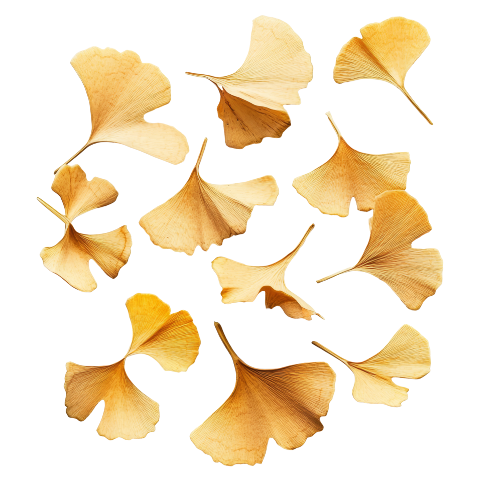 Ginkgo seeds scattered on a transparent background highlighting their unique shape and texture in natural detail, Ginkgo seeds on transparent background png