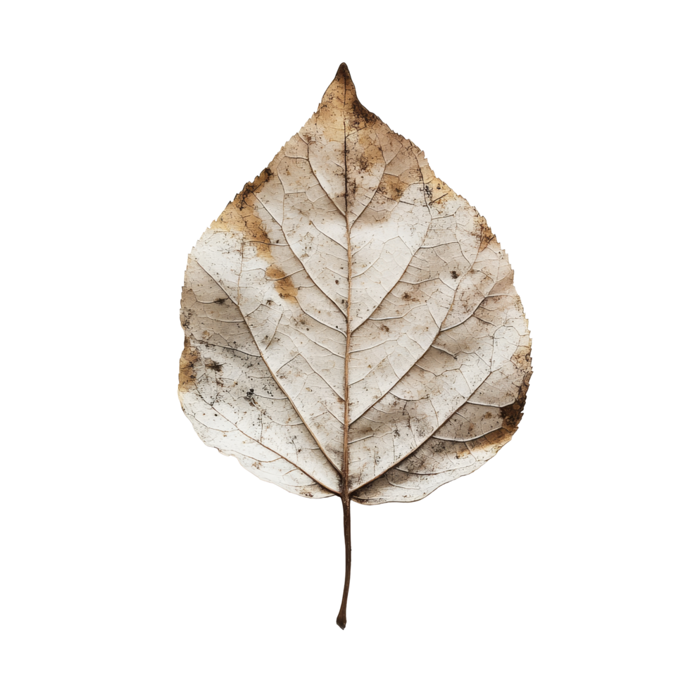 A solitary dry leaf resting on a crisp transparent background, showcasing natures intricate details and textures, of a solitary dry leaf on a clear or transparent background with png