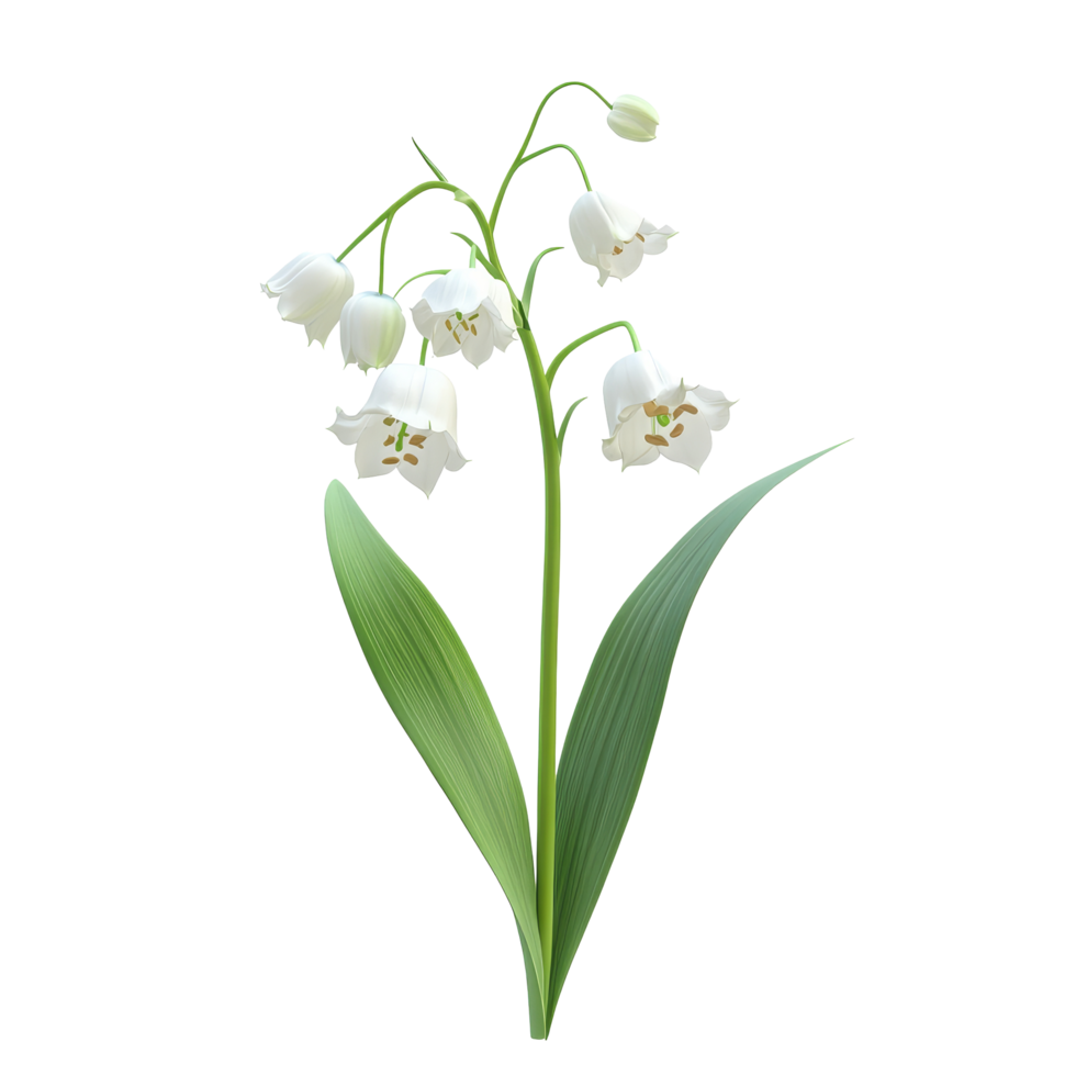 Lily of the valley flower blooming gracefully with green leaves against a bright transparent background, lily of the valleys flower isolated on transparent background png