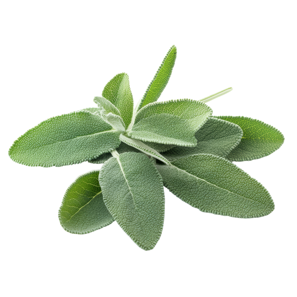Fresh sage herb leaves isolated on a transparent background for culinary and medicinal uses, Sage herb leaves isolated on transparent background png