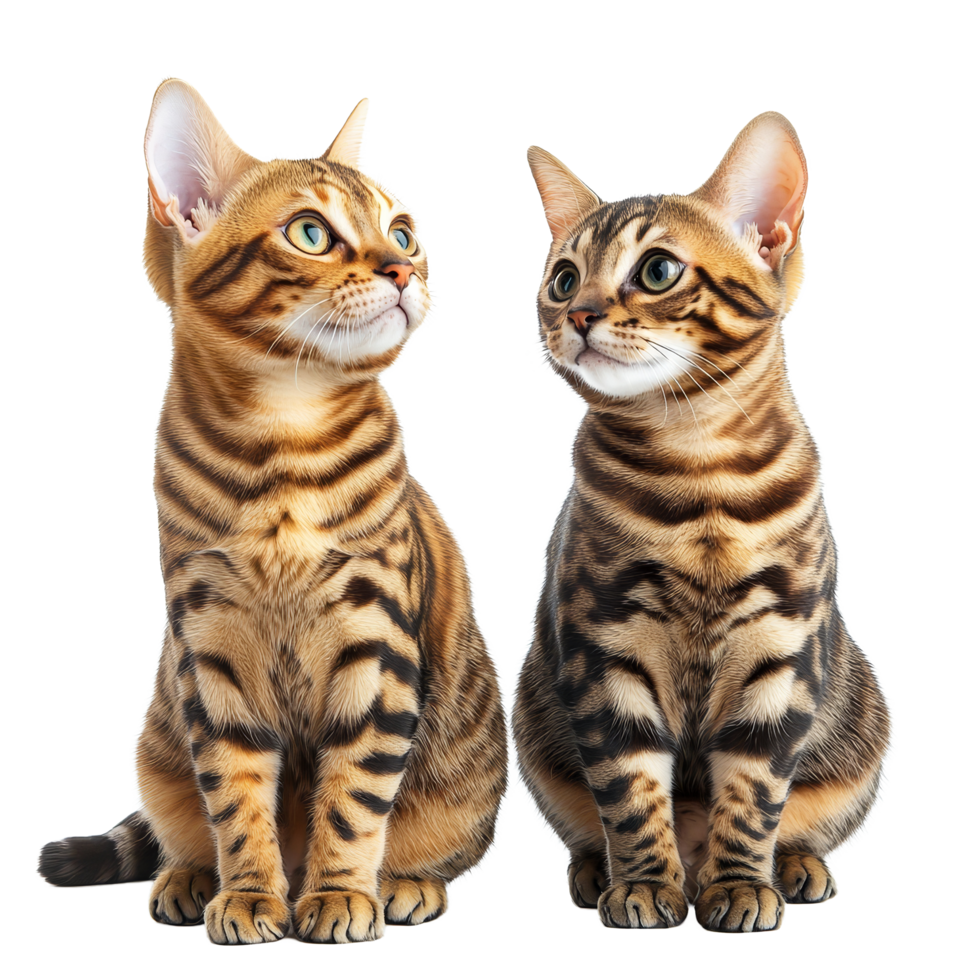 Two beautiful Bengal cats are seated side by side on a stark transparent background, two bengal cats isolated on transparent background png