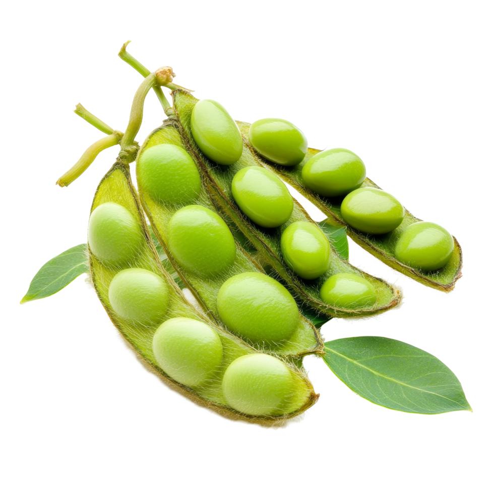 Fresh green soybeans in pods on a pristine transparent background showcasing their vibrant color and texture, green soy beans isolated on transparent background png