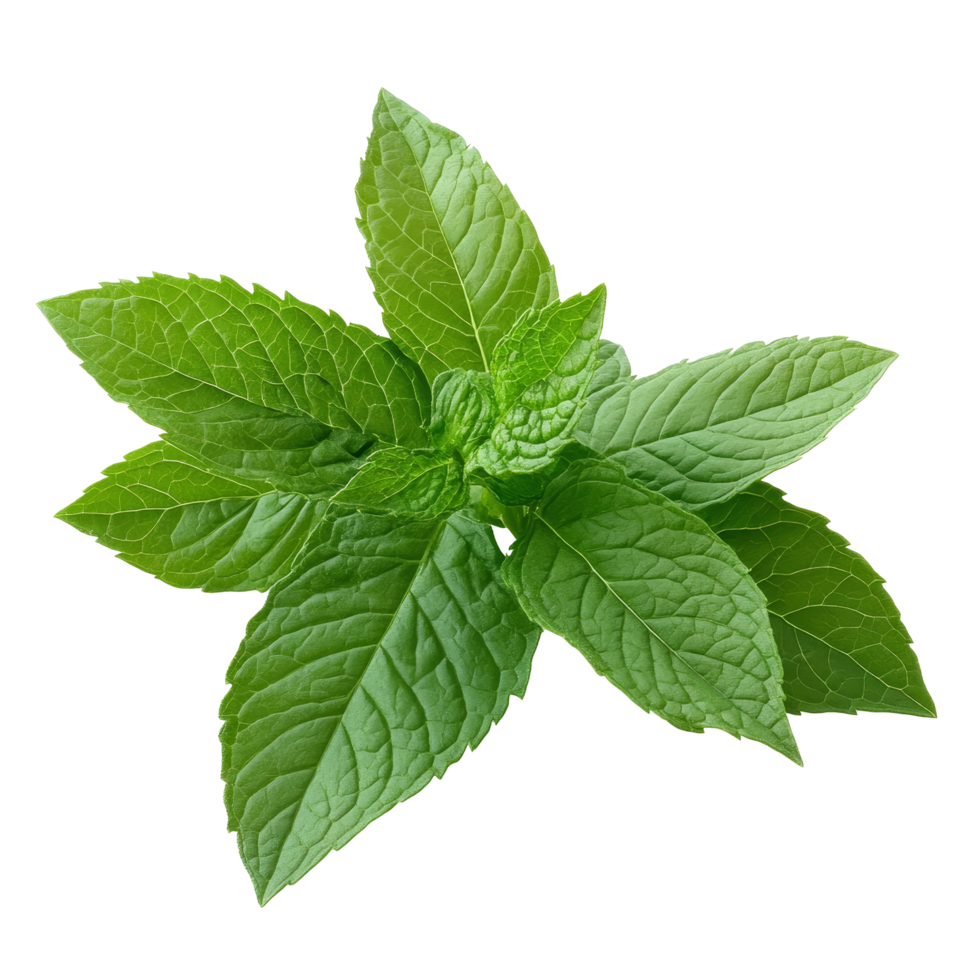 Fresh mint leaves isolated on a transparent background for culinary and fresh herb usage in cooking and decoration, Fresh mint leaves on transparent background png