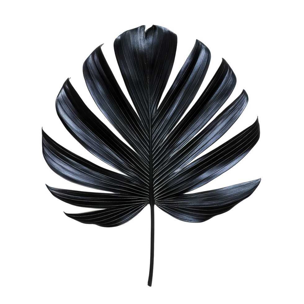 Black palm tree leaf isolated on a clean transparent background showcasing its unique texture and form, Black leaf of palm tree on transparent backgroundfile png