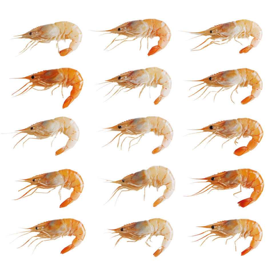 Colorful shrimps arranged neatly on a clean transparent background ready for culinary preparation or presentation, Cooked shrimps on transparent background png
