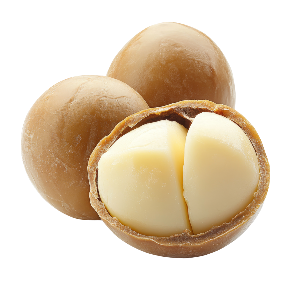 Peeled macadamia nut on a clean transparent backdrop showcasing its creamy interior and smooth exterior texture, Peeled macadamia nut isolated on transparent background png