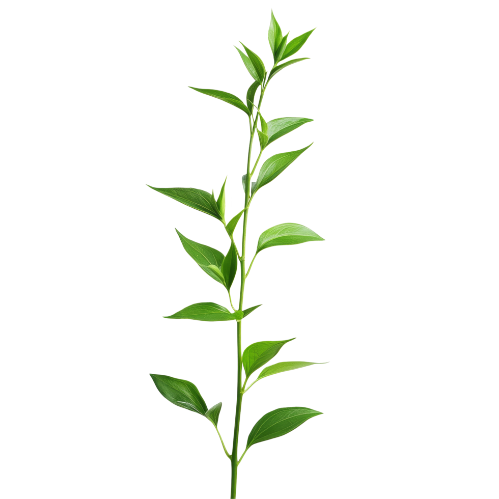 Andrographis paniculata plant with vibrant green leaves against a transparent background, Andrographis paniculata plant on transparent background png