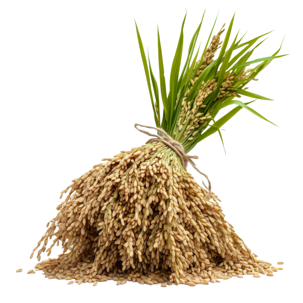 Sickle harvesting rice with a focus on rice stalks and grains isolated on a transparent background, Sickle harvesting rice isolated on transparent background png