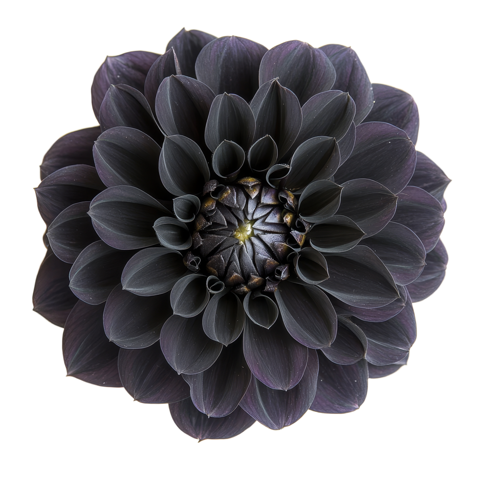 Elegant black dahlia bloom on a pristine transparent background showcasing its intricate petals, Black dahlia on isolated transparent background. Black color dahlia flower transparent background png
