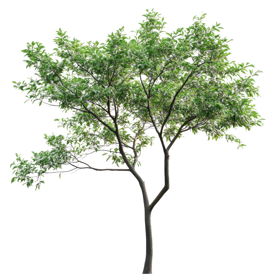 A solitary green tree with lush leaves isolated on a transparent background showcasing natures beauty and simplicity, Tree on transparent background, real tree green leaf isolate die cut file png