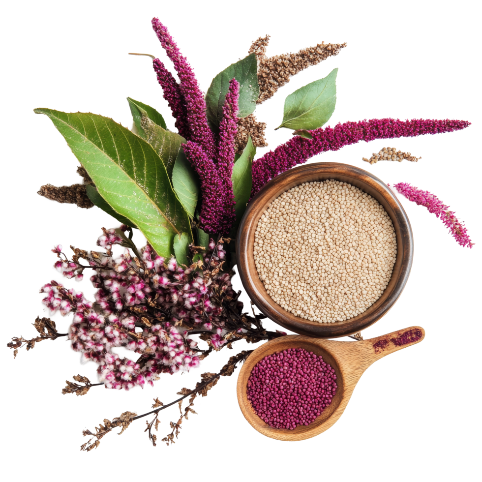 Amaranth grains and fresh leaves displayed on a transparent background for culinary uses, Amaranth vegetable as food ingridient transparent background png