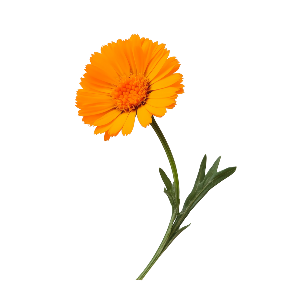 Vibrant calendula flower on a transparent background highlighting its fresh petals and green stem for decorative purposes, calendula transparent background png