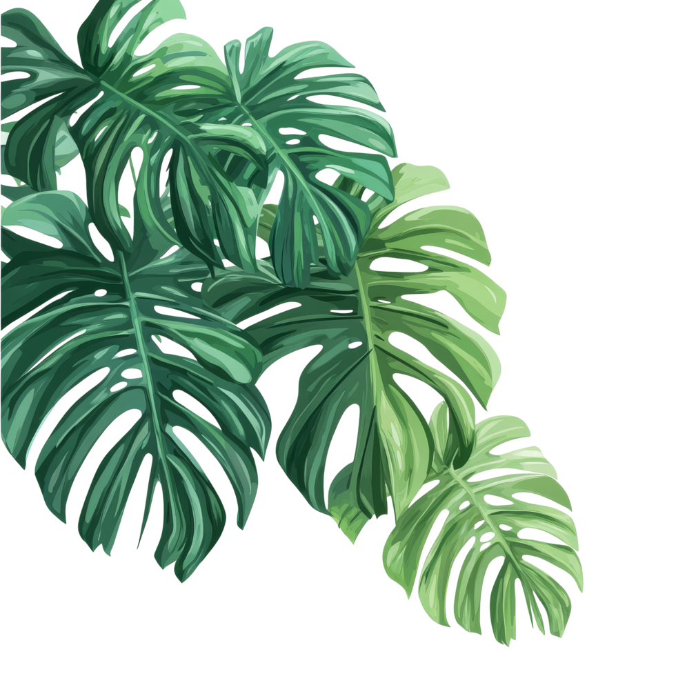 Tropical monstera palm leaf tree resting against a transparent background in a vibrant indoor setting, tropical monstera palm leaf tree on transparent backgroundfile png