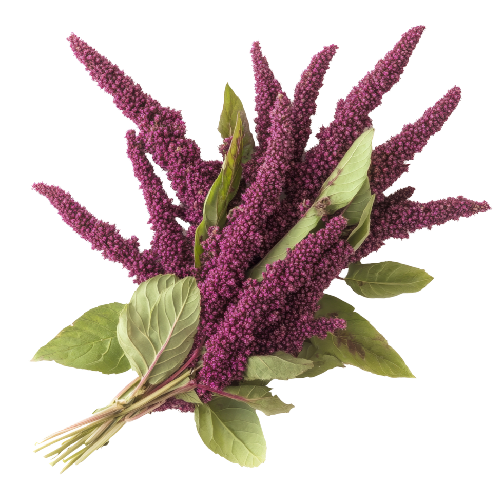 Fresh amaranth vegetable showcased on a transparent background with vibrant green leaves, Amaranth vegetable as food ingridient transparent background png