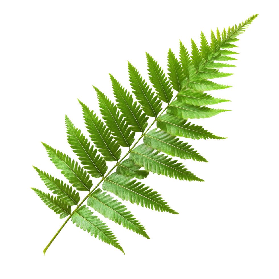 A vibrant fern leaf isolated on a clean, transparent background showcasing its intricate leaf structure and lush green color, Fern leaf isolated on transparent background png