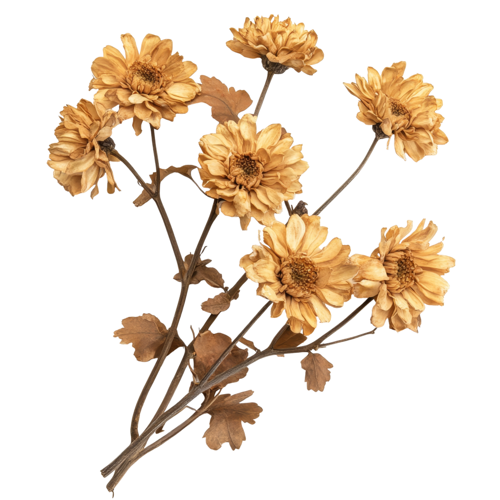 Dried chrysanthemum flowers arranged beautifully on a transparent background for decorative purposes, dry chrysanthemum flowers isolated on transparent background png