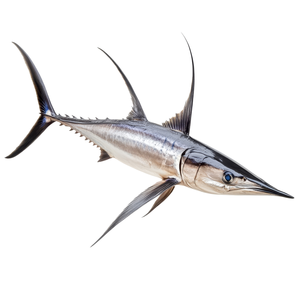 Swordfish with distinctive features isolated on a transparent background for culinary and educational use, Swordfish Isolated on transparent background png