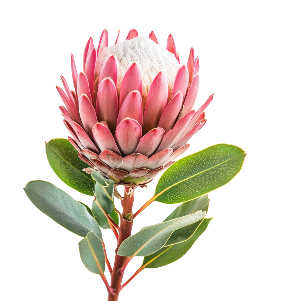 Beautiful protea flower with pink petals and green leaves isolated on a transparent background for floral arrangements, protea flower isolated on transparent background png