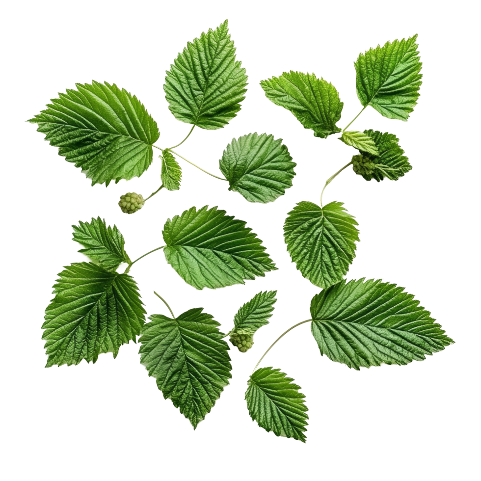 Fresh raspberry leaves arranged on a clean transparent surface for herbal tea preparation or gardening inspiration, Raspberry leaves on a transparent background png
