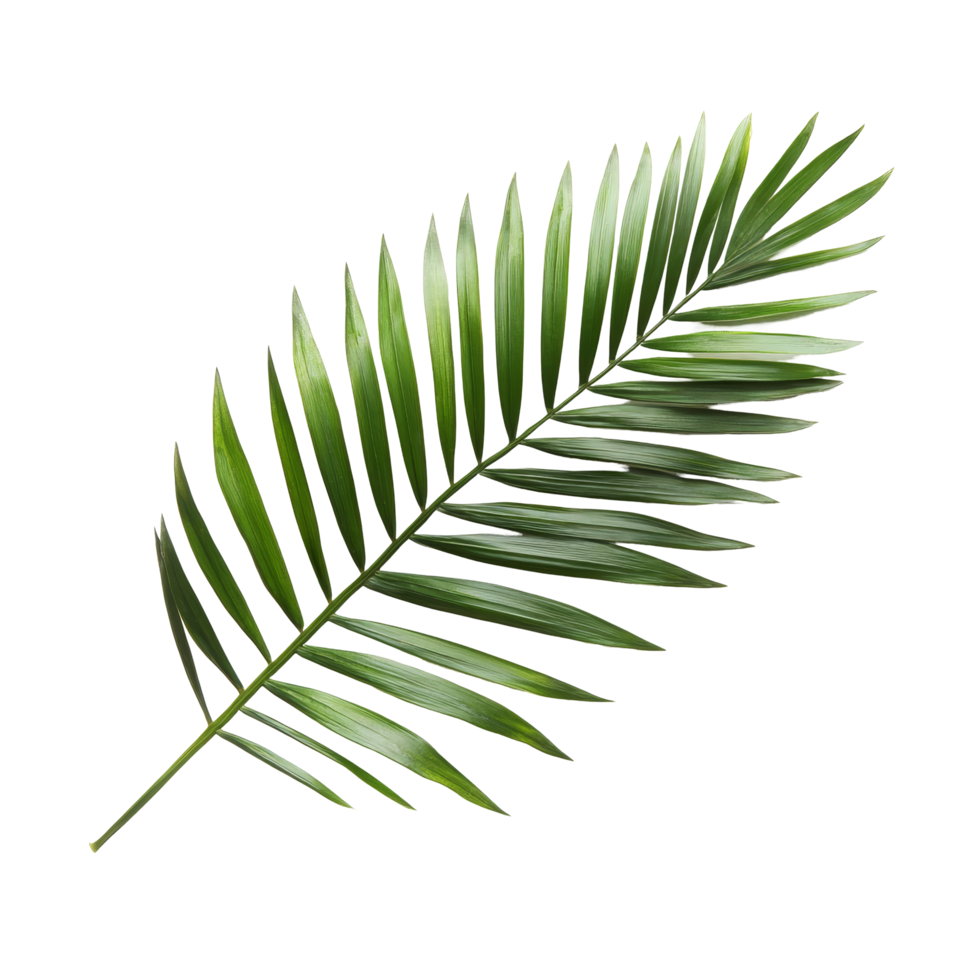A vibrant green palm tree leaf resting on a clean transparent background, showcasing its natural beauty and texture, Green leaf of palm tree on transparent background png