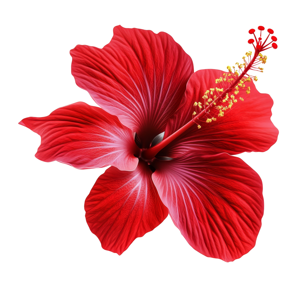 A vibrant red hibiscus flower displayed against a transparent background showcasing its stunning petals and structure, Red hibiscus flower isolated on transparent background png
