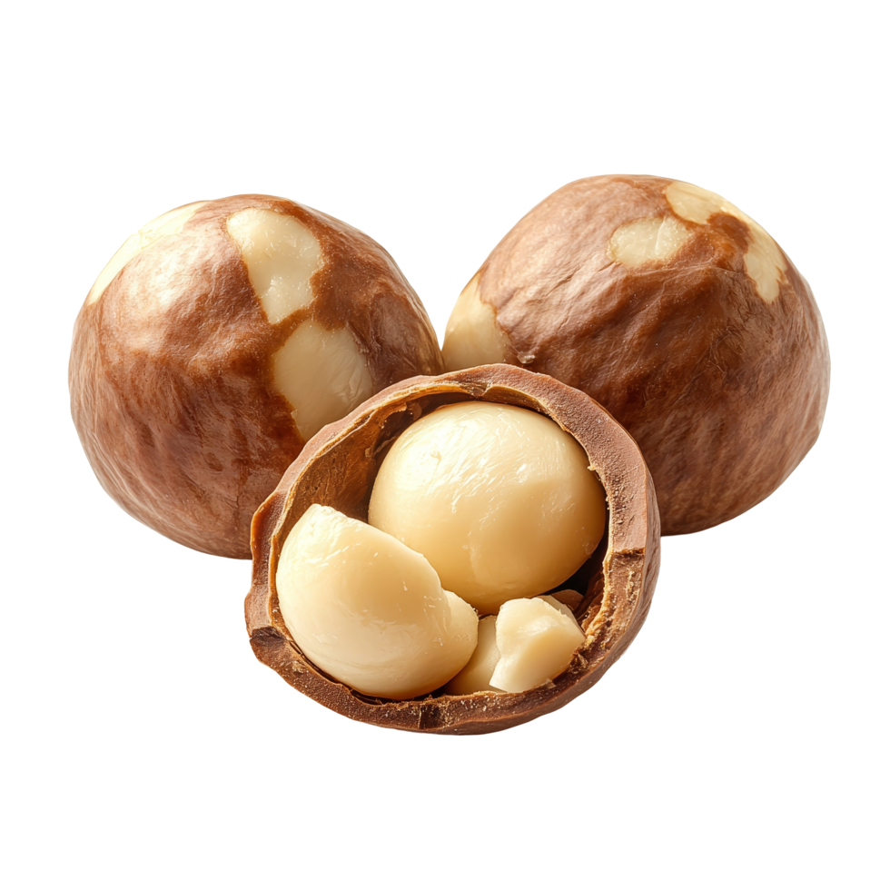 Peeled macadamia nut nestled among whole nuts on a clean transparent background, Peeled macadamia nut on transparent background png