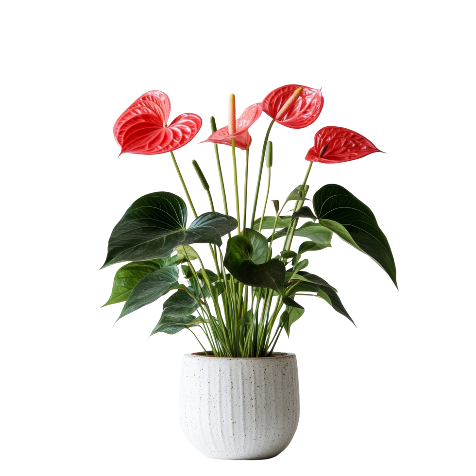 Anthurium plant with vibrant red flowers displayed against a minimalist transparent background, Anthurium plant transparent background png