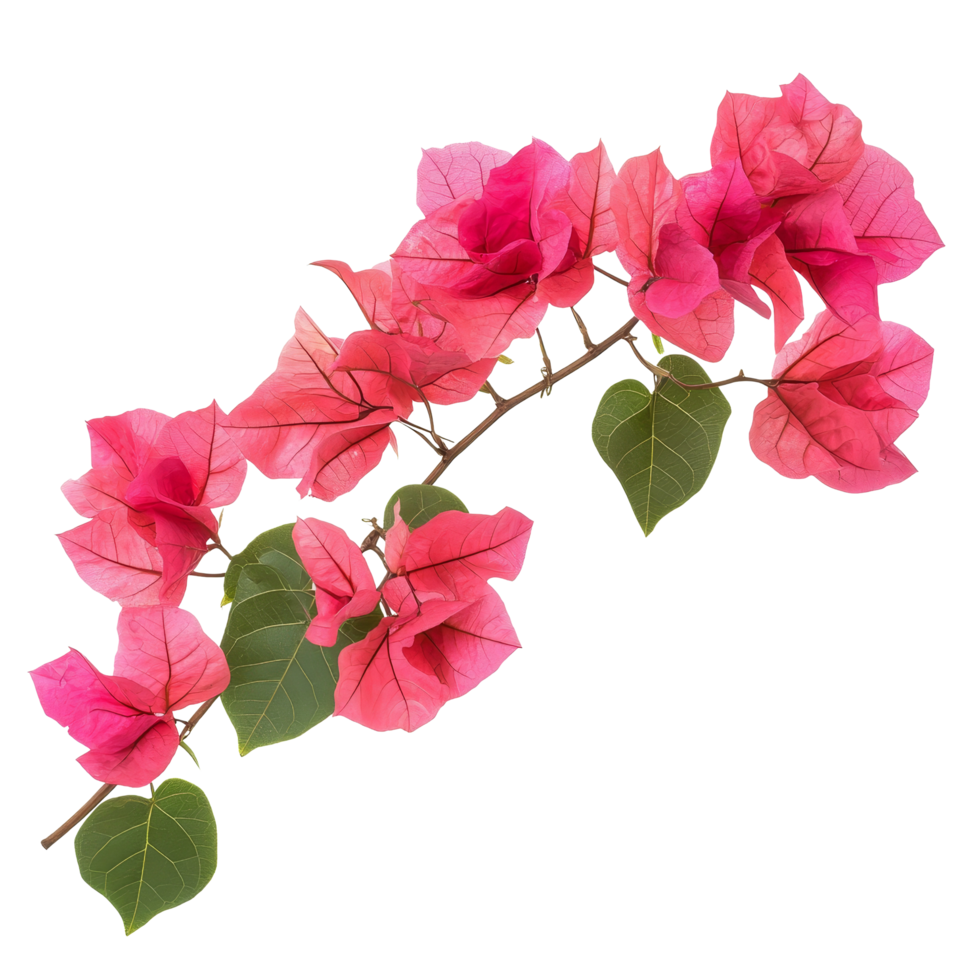 Bougainvillea flowers with vibrant pink petals displayed against a transparent background, bougainvillea flowers isolated transparent background png