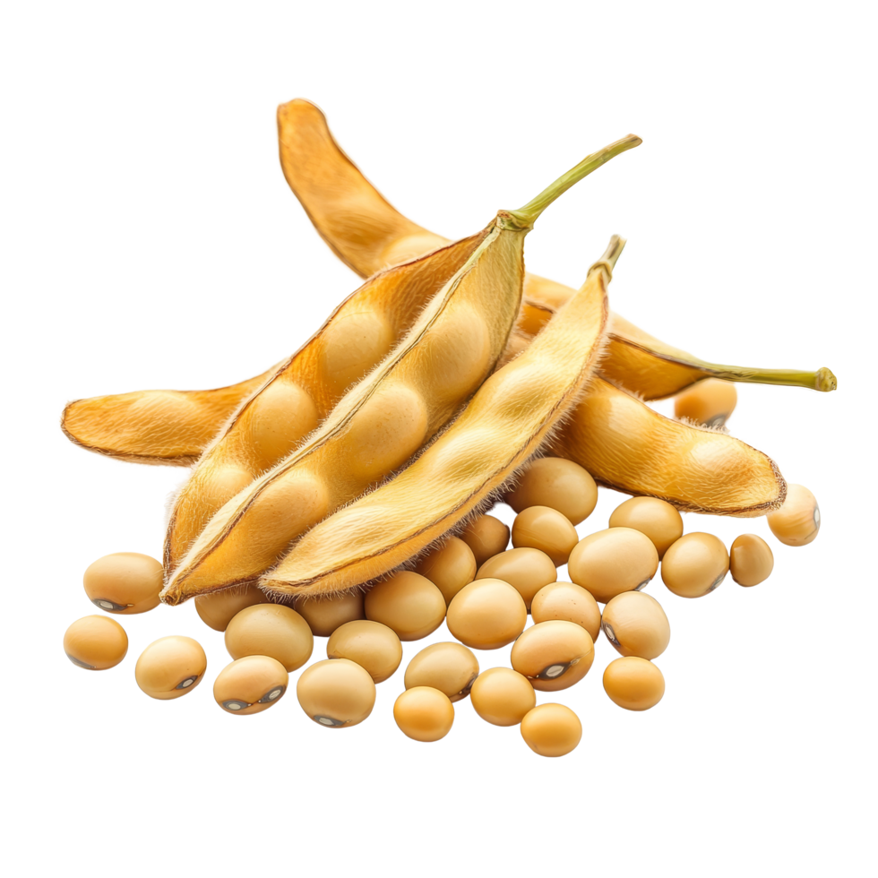 Close up view of soybeans and pods isolated on a transparent background highlighting their natural texture and shape, Close up Soybean isolated on transparent background png