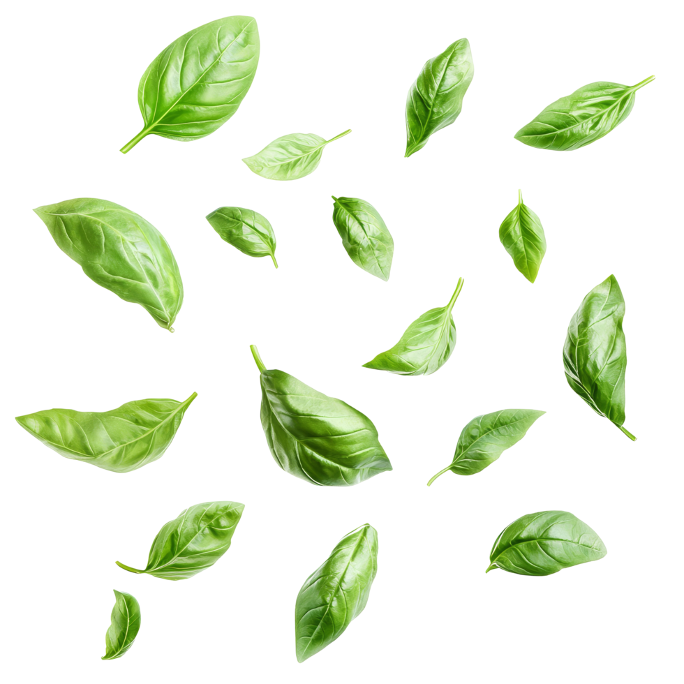 Fresh green basil leaves floating in the air against a transparent background to enhance culinary creativity, various of green basil leaves in the air isolated on transparent background png