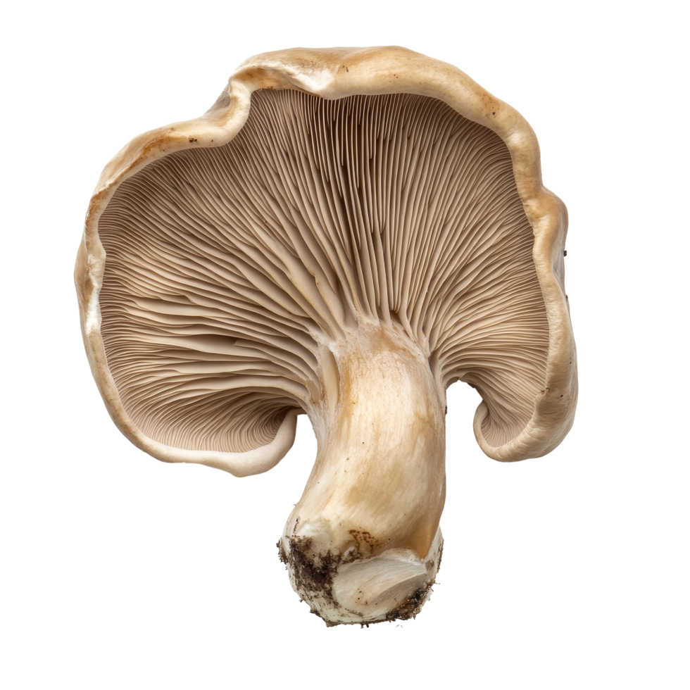 Jews Ear Mushroom isolated on a transparent background showcasing its unique texture and form perfect for culinary uses, Jews Ear Mushroom isolated on transparent background png