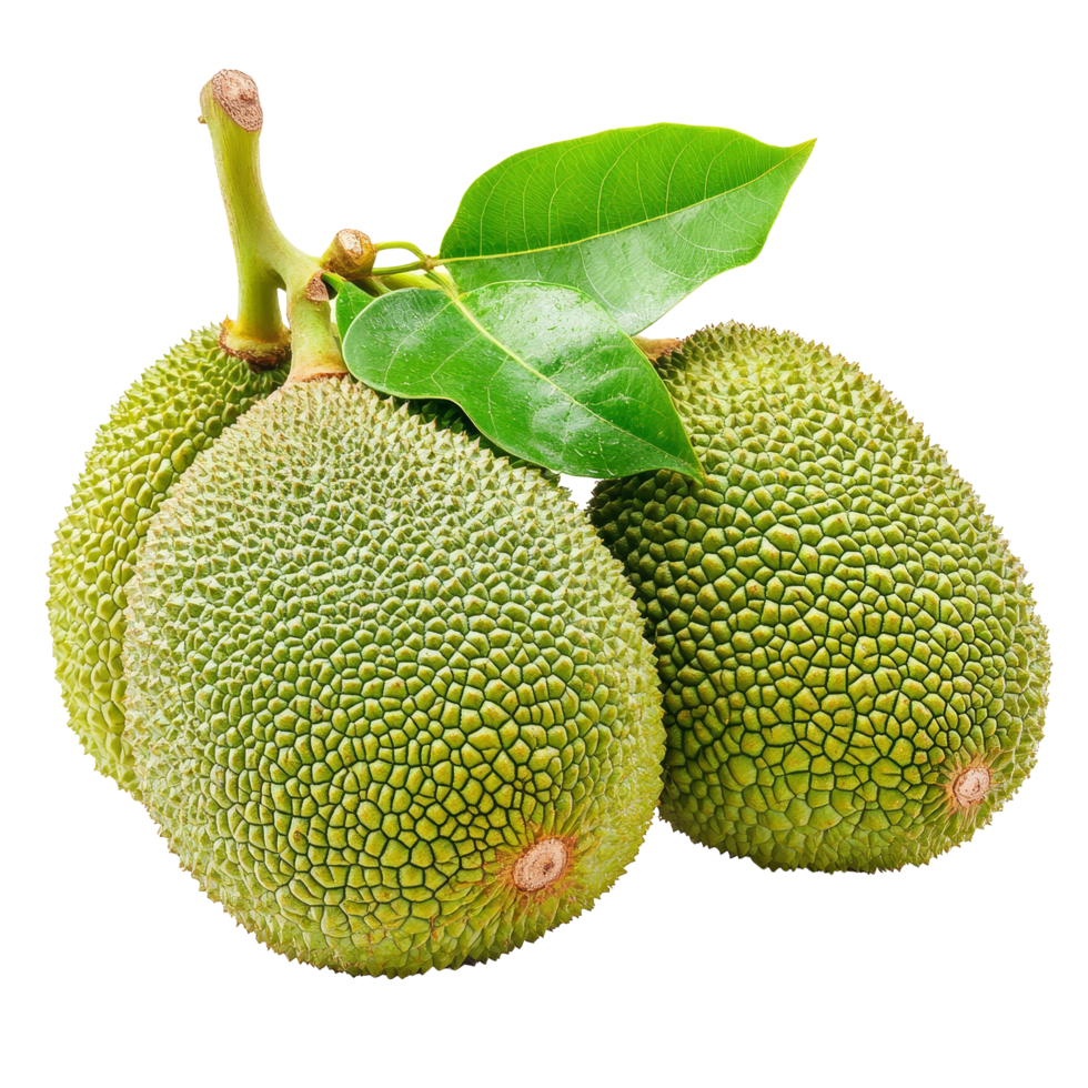 Young jackfruits with vibrant green skin and leaves against a plain transparent background showcasing their fresh appearance, young jack fruits on transparent background png