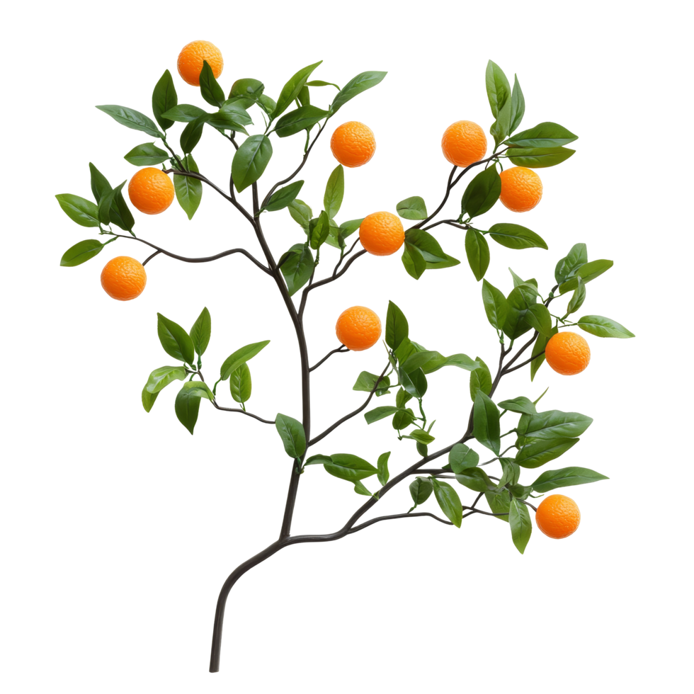 Orange tree branch with ripe fruit and vibrant green leaves against a transparent background, orange tree branch isolated on transparent background png