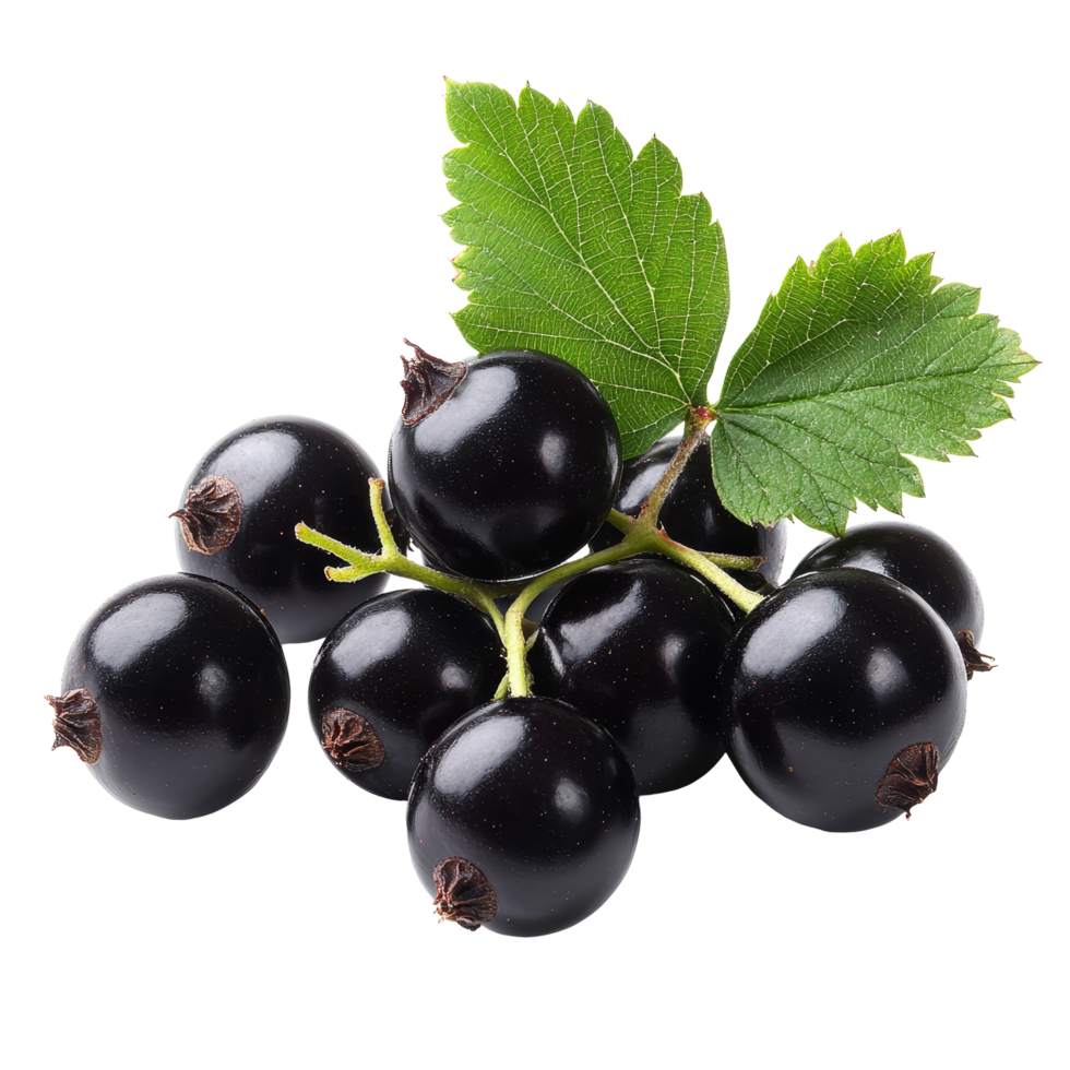 Fresh black currants clustered with vibrant green leaves on a clean transparent background ready for culinary uses, Fresh black currant fruit on a transparent background png