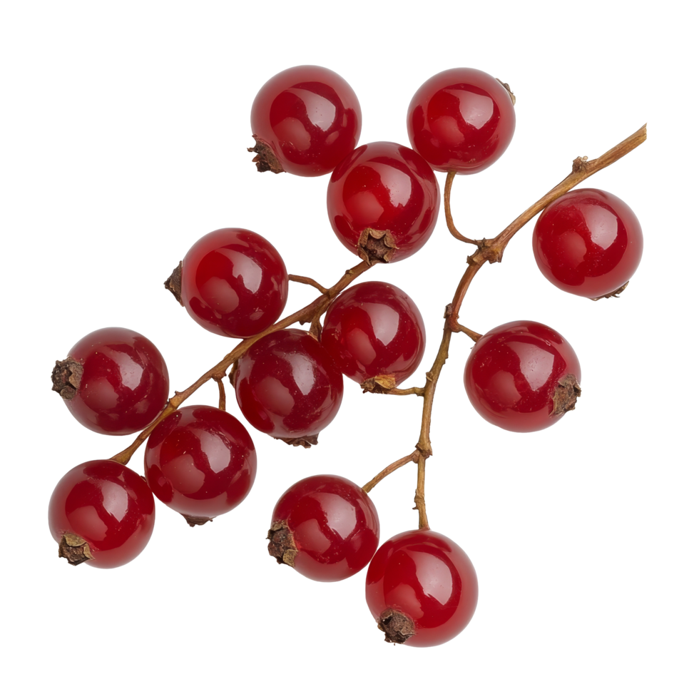 Fresh Bengal currants arranged on a transparent surface showcasing their vibrant red color and glossy texture, Carissa carandas Linn or Bengal currants on transparent background png