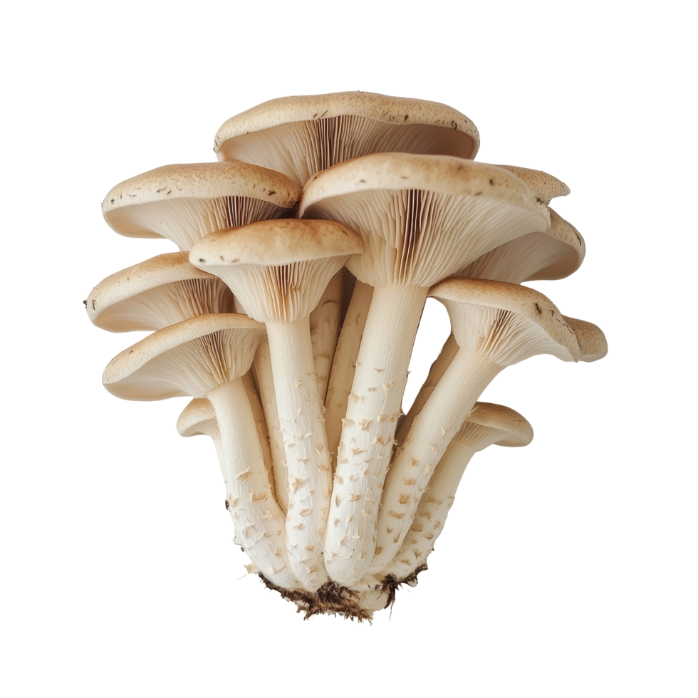 Straw mushrooms arranged in a cluster on a clean transparent background emphasizing their natural shape and texture, straw mushroom on transparent background png