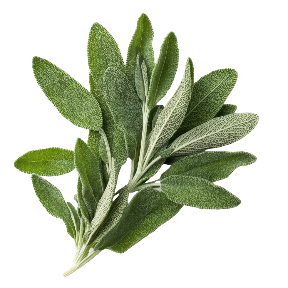 Fresh sage herb with vibrant green leaves isolated on a transparent background for culinary and medicinal use, sage herb isolated transparent background png
