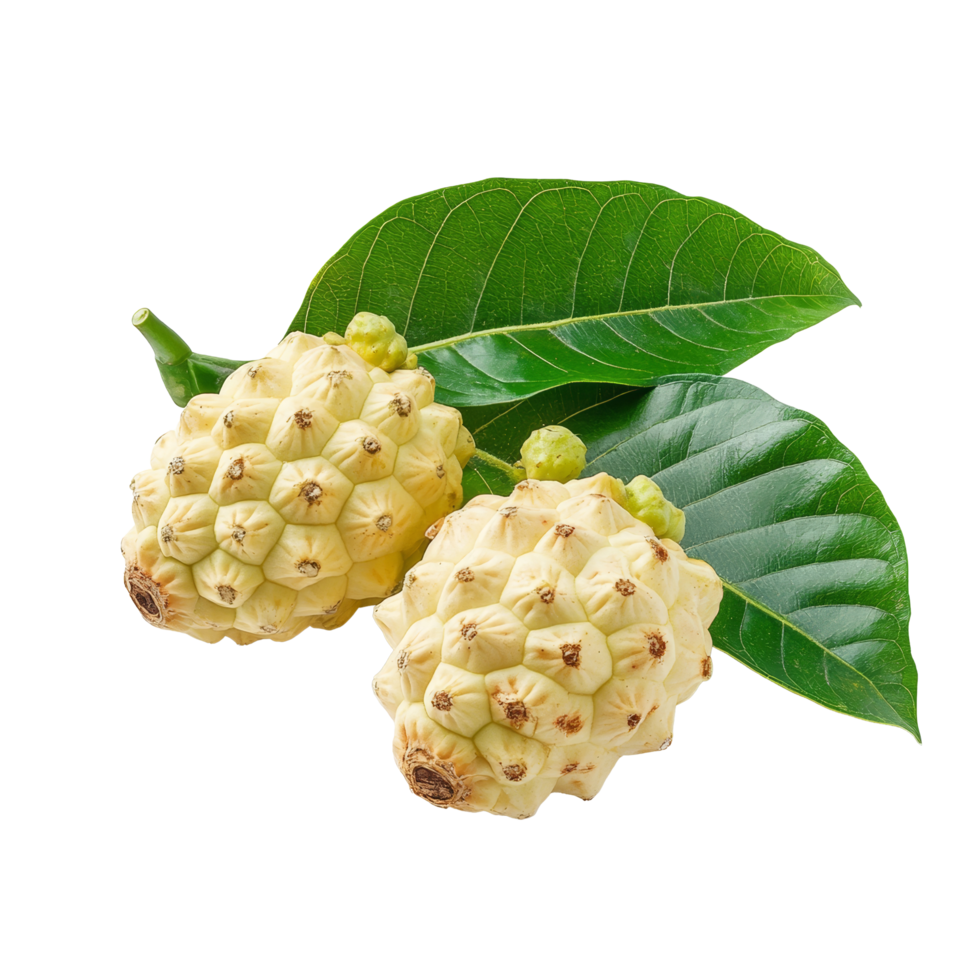 Fresh noni fruit with green leaves isolated on a transparent background, showcasing its unique texture and color, Noni with leaf on transparent background png