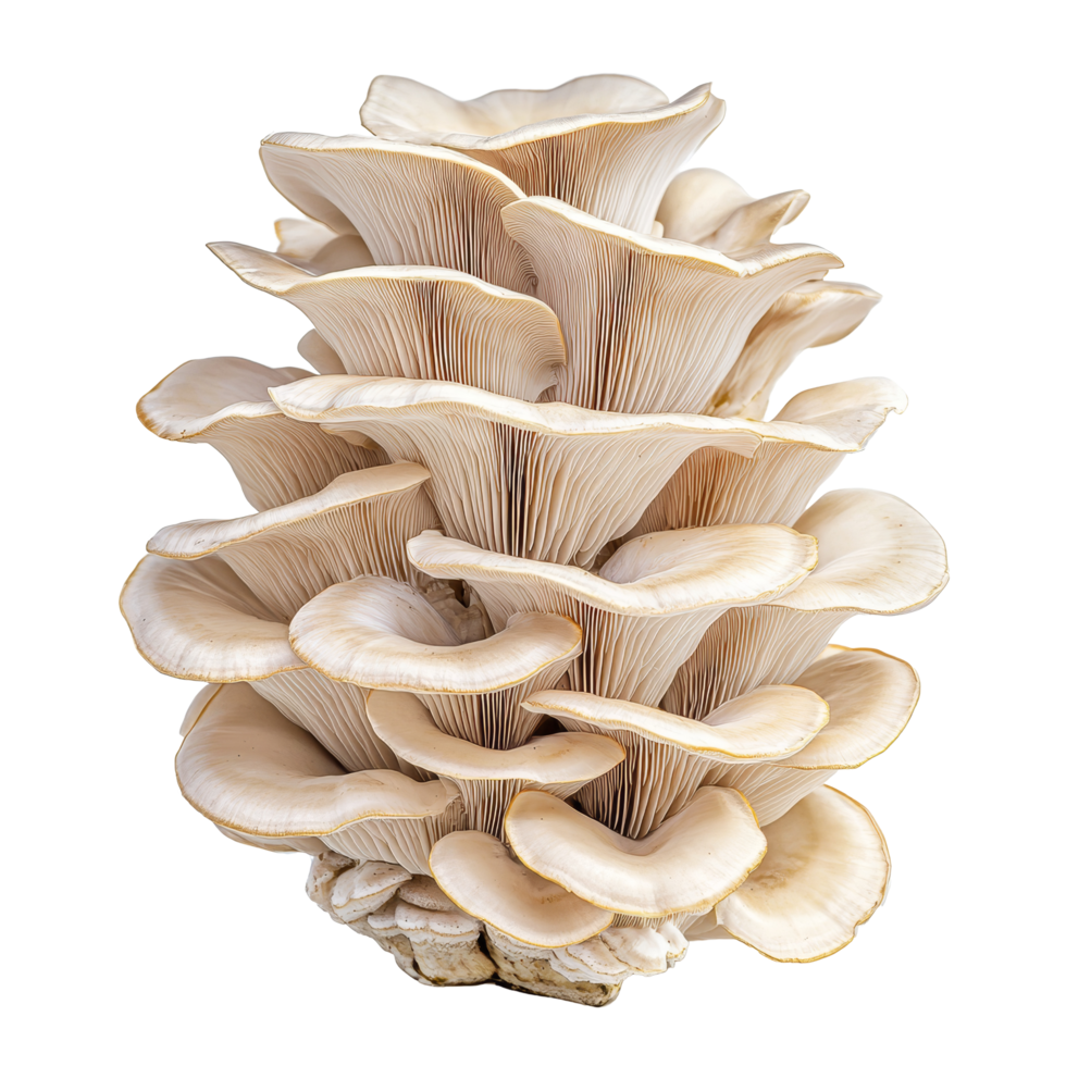 Oyster mushroom variety displayed against a clean transparent background highlighting its unique structure and texture, Oyster Mushroom on transparent background png