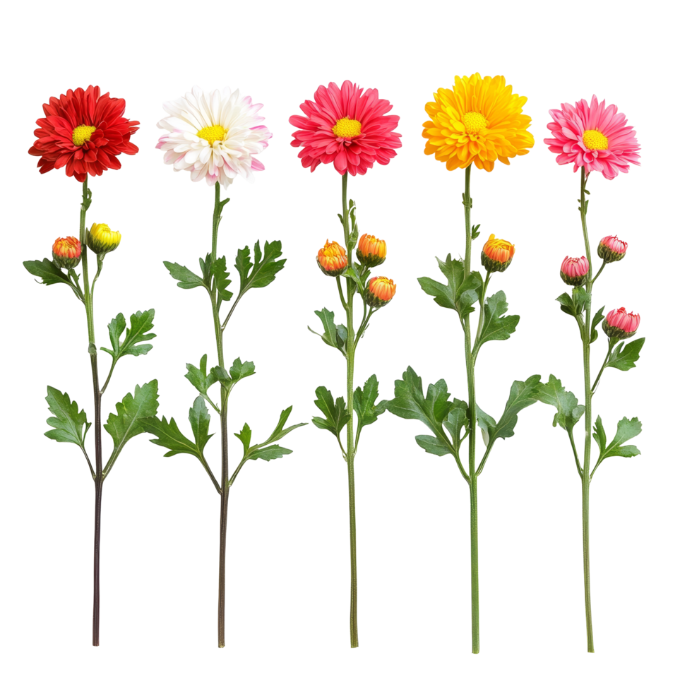 Colorful row of chrysanthemum flowers in various shades displayed against a light background, row of colorful chrysanthemum flowersfile of isolated object on transparent background png